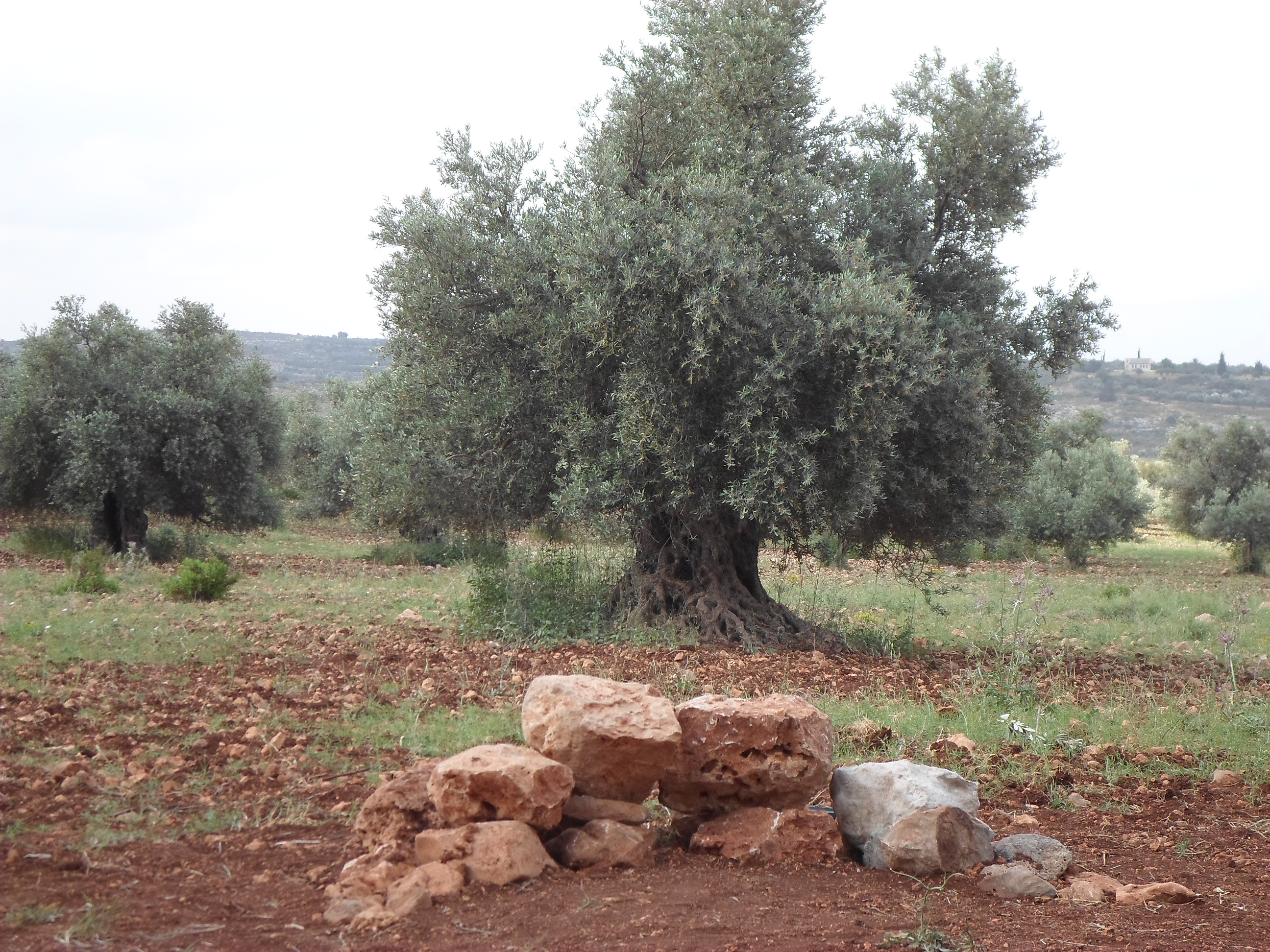Olive Grove Stage at Klil